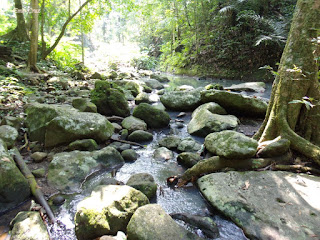 Pinoy Solo Hiker - Makiling Botanical Garden