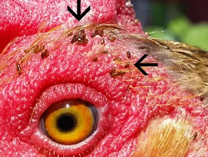 Signs that chickens have mites