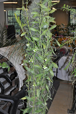 Angraecum eichlerianum orchid plant care and culture