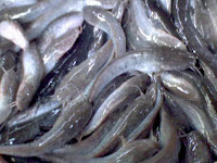 BUDIDAYA IKAN LELE