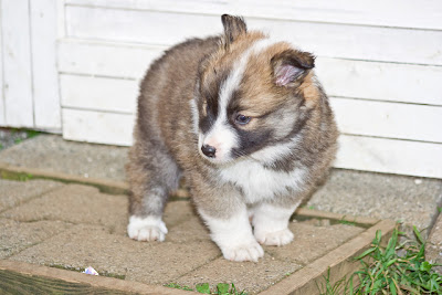 Icelandic Sheepdog Puppy Picture