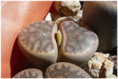 lithops