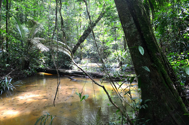 5 lieux incontournables à découvrir en Guyane