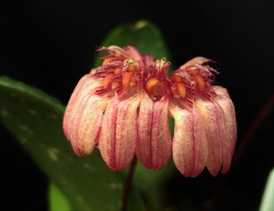 Bulbophyllum auratum care and culture