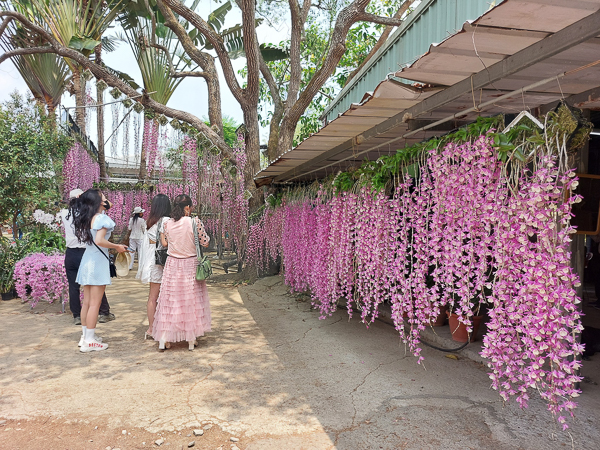 台南新化合凱休閒教育農園石斛蘭花瀑牆粉紅瀑布好療癒，免費參觀