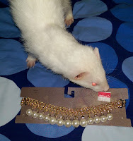 albino ferret stealing pearl necklace playing dress up costumes pets