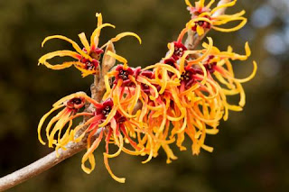 Hamamelis Para Cuidar Las Varices