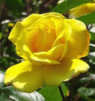 Benih Bibit Bunga Mawar Kuning / Yellow Rose (Import)