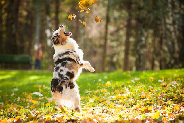 Australian Shepherd