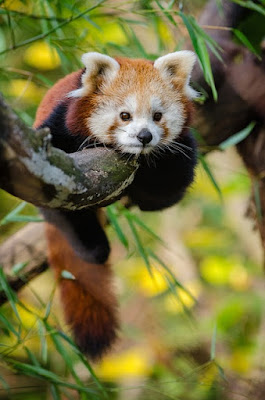 Red panda facts and information
