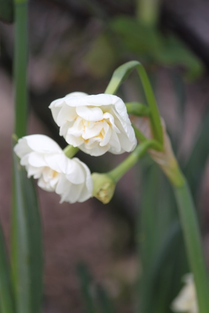 Narcissus Bridal Crown