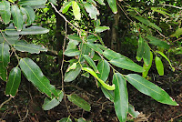 Hydnocarpus castaneus