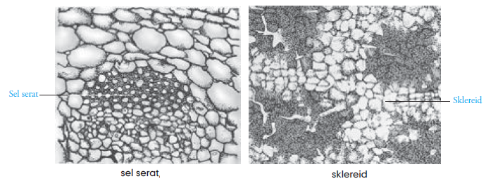 Jaringan Kolenkim Jaringan Sklerenkim Tumbuhan Jaringan 