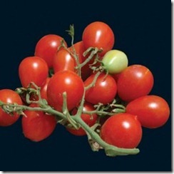 riesentraube cherry