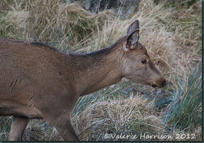 4-red-deer