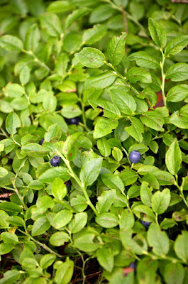 Waldheidelbeeren am Strauch.