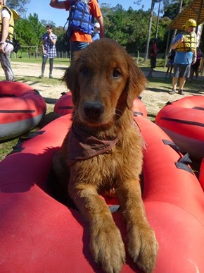 Pets Adventure 18 (32)