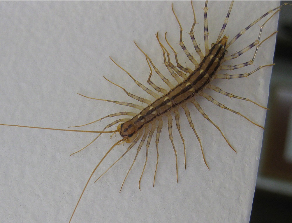 Ohio Birds and Biodiversity: A brief essay on the House Centipede