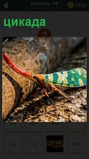 На земле около бревна в лесу находится цикада разноцветная с длинным красным носом