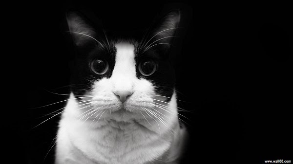 images de chats noirs et blancs - Chats noirs et blancs affiches sur AllPosters 