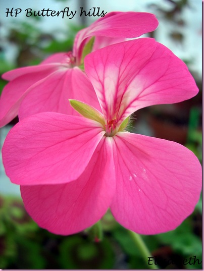 Pelargoner  juni 09 017-1