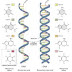 Rangkuman Tentang DNA