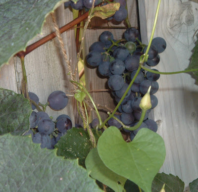 [Photo: Vitis sp. fruit.]