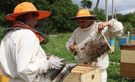 Пчеловодство в Приморье