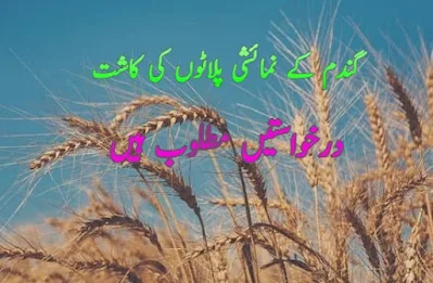 Cultivation of demonstration plots of wheat applications are wanted in Punjab, Pakistan گندم کے نمائشی پلاٹوں کی کاشت کے لیے مطلوب درخواستیں