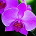 Health Benefits Of Orchids