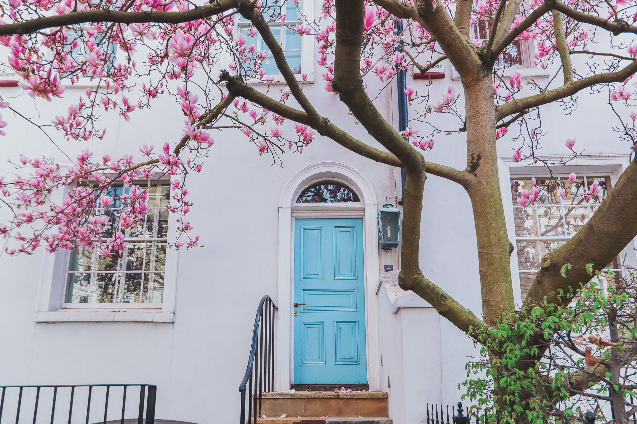 19 Neville Terrace in Bloom, South Kensington, London