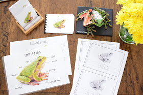 Frog Activity Posters