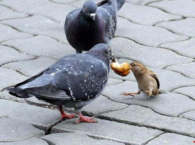 Bird Fighting a Pigeon 