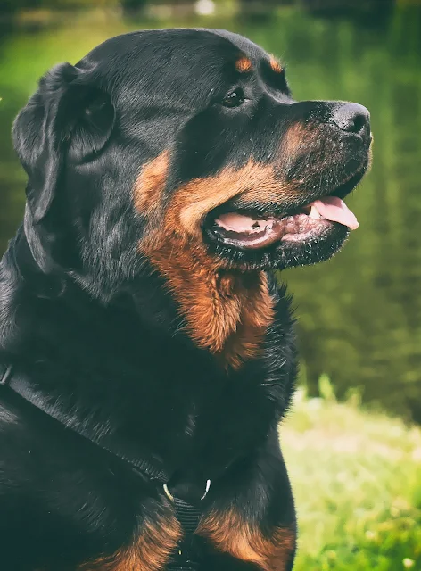 5 lời khuyên về việc chăm sóc chó con Rottweiler của bạn