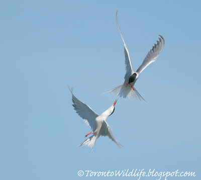 Toronto Terns fighting in mid-air, photographer Robert Rafton