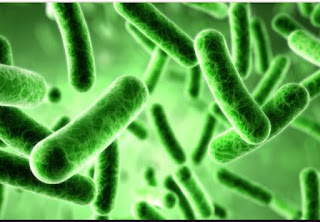 Artikel, Bakteri, Bakteri Adalah, Jenis Bakteri, Perkembangbiakan Bakteri, Pencegahan Infeksi Bakteri, Pengobatan Untuk Infeksi Bakteri