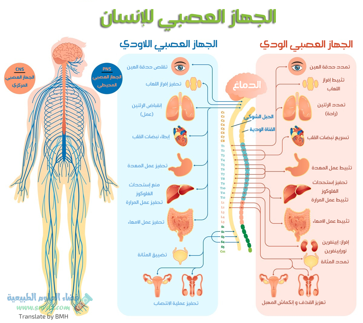 إنفوغرافيك: الجهاز العصبي عند الإنسان - فضاء العلوم الطبيعية