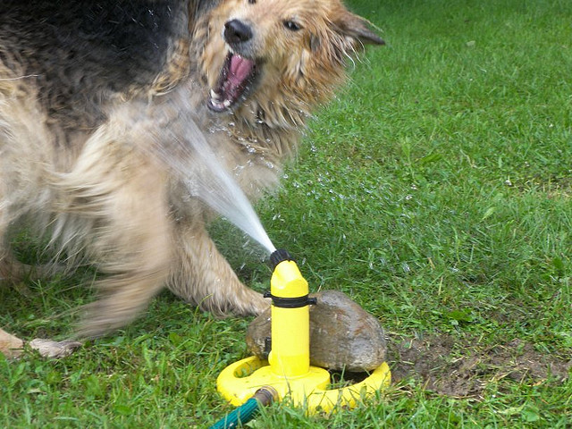 32 pictures of dogs vs sprinklers, funny dog pictures, funny dogs, dogs vs sprinklers, dogs play with sprinklers