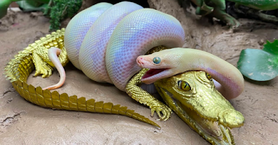 Big Python eats Alligator Goldfish Koi Carp Cooking Experiment Unusual Under Mud