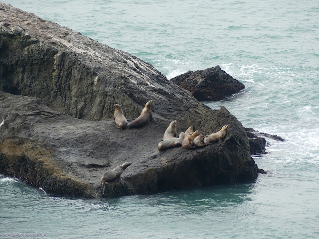 sea lions, one that just jumped from the ocean