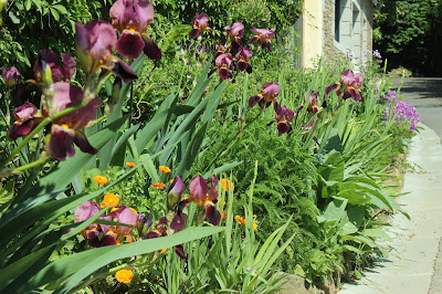 Using washing machine water for flower beds