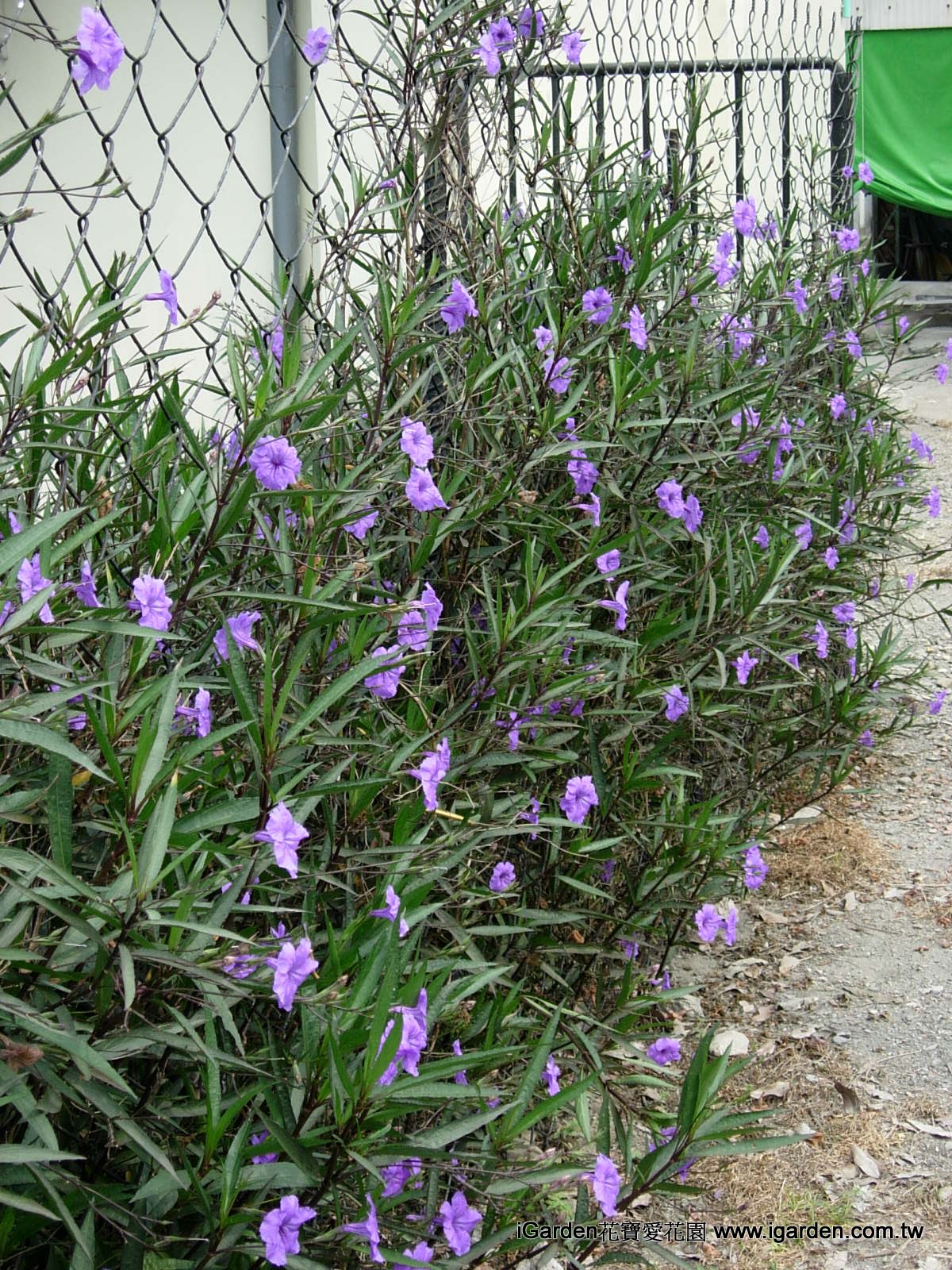 園藝達人栽培術 高質感野花 翠蘆莉 園藝部落格 Igarden 花寶愛花園園藝文摘plus