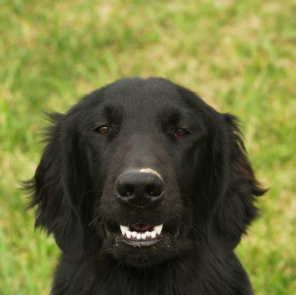 26 pictures of awkward dog smiles