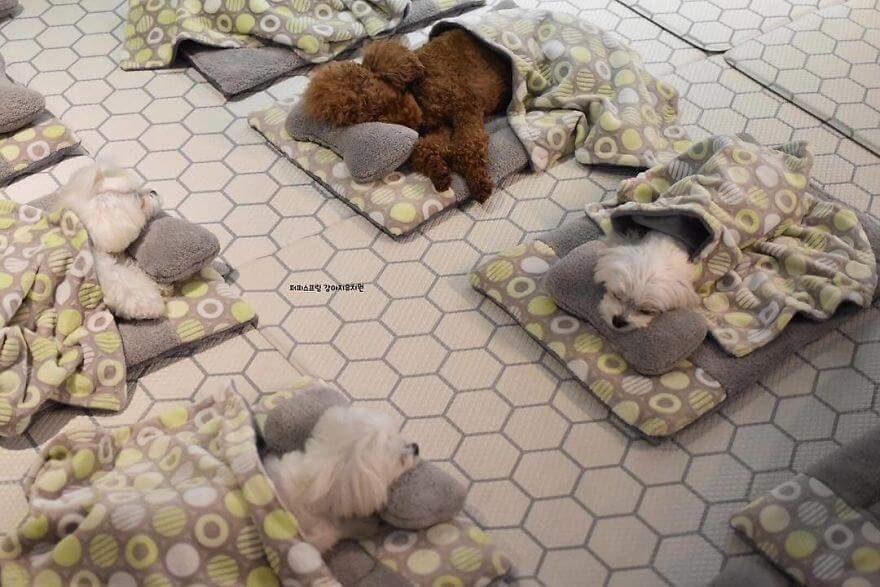 Adorable Pictures Puppies Are Napping In A Puppy Daycare Center