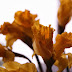 Today's Flowers:  First Daffs from the Market