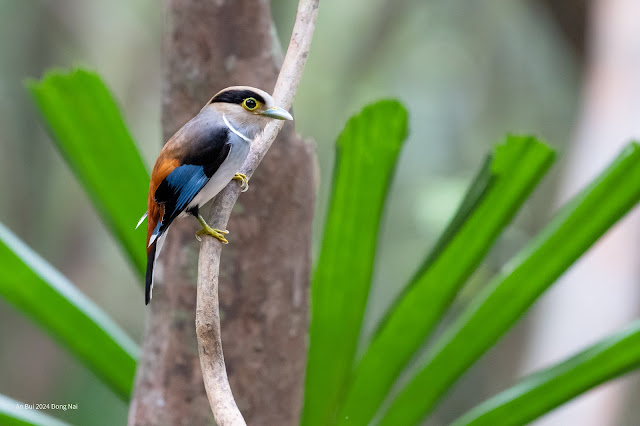 An Bui 2024 Dong Nai - Silver Breasted Broadbill (Mỏ rộng ngực xám, Mỏ rộng hung)