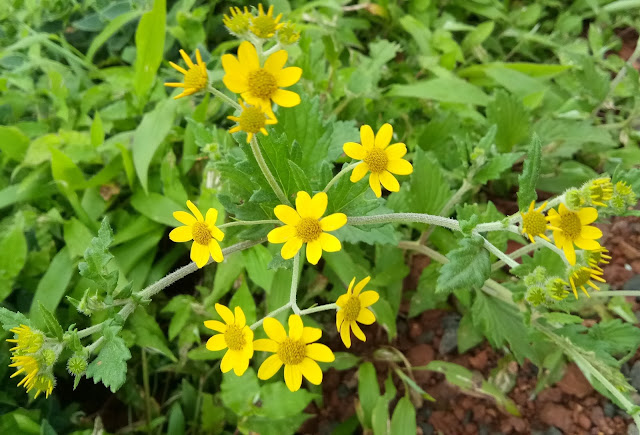 Travel, Kaas Plateau, Valley of Flowers Maharashtra, Flowers of the World, Wild Flowers, Beautiful Kaas