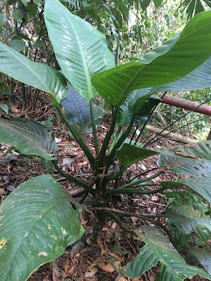 Dieffenbachia longispatha care