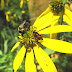 Happy National Pollinator Week!