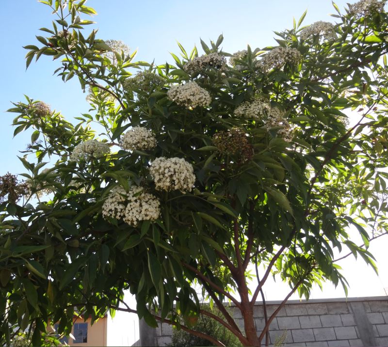 Árbol de Saúco floreando en primavera-verano